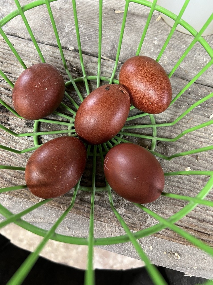 * RARE* White Marans Hatching Eggs Npip Ai Clean 6+++