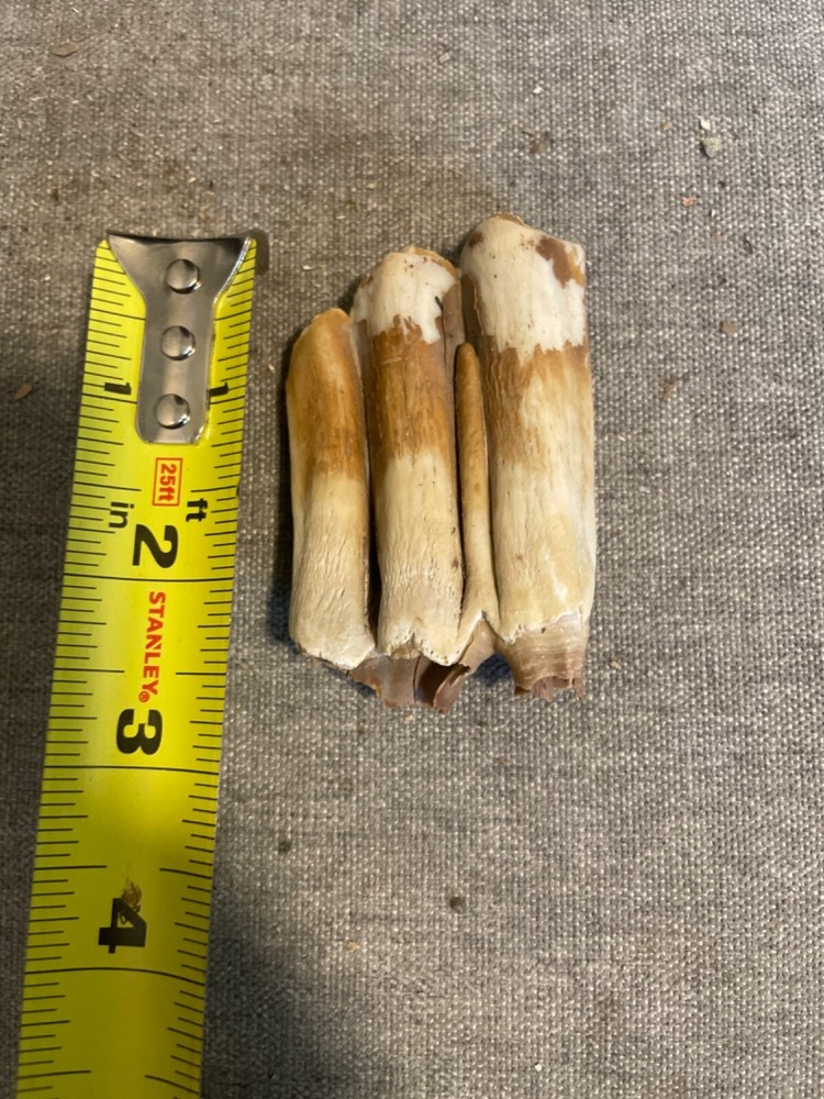 ice age horse tooth