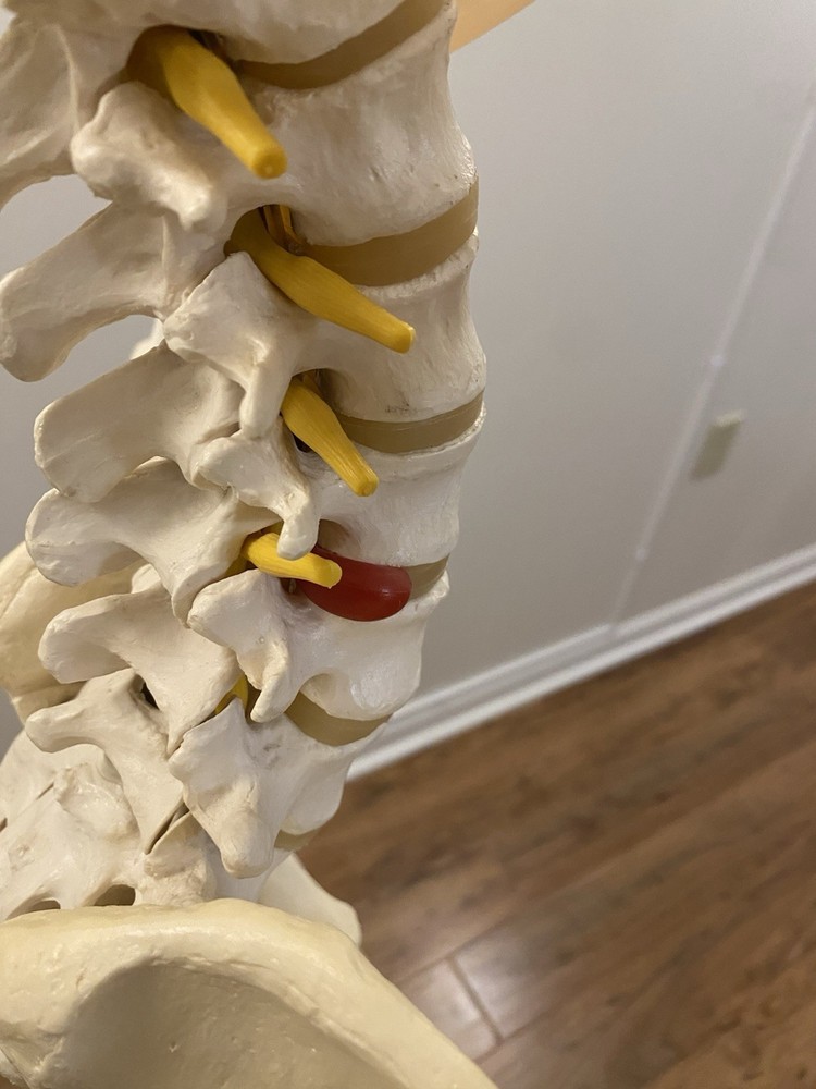 Fred The Flexible Skeleton Anatomical Model