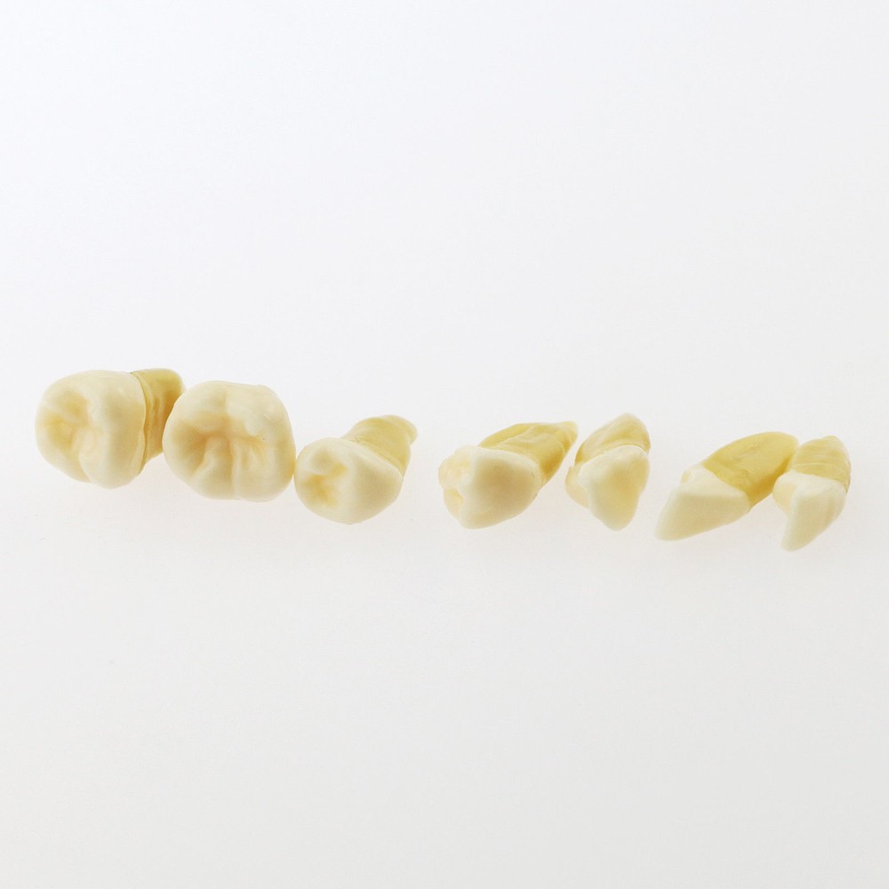 Dental Standard TYPODONT Orthodontic Teeth Model with 28 Removeable Teeth