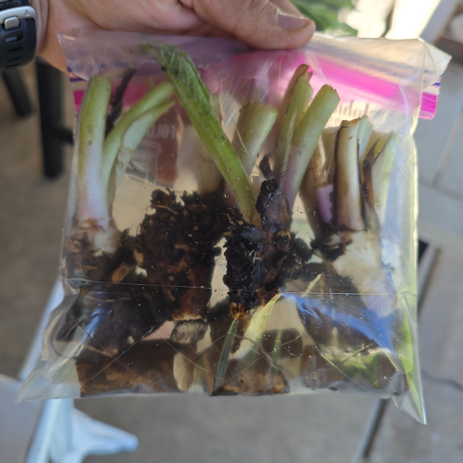 Comfrey Crowns (5-Pack) – Bocking 14 Variety | Freshly Dug | Veteran Urban Farm