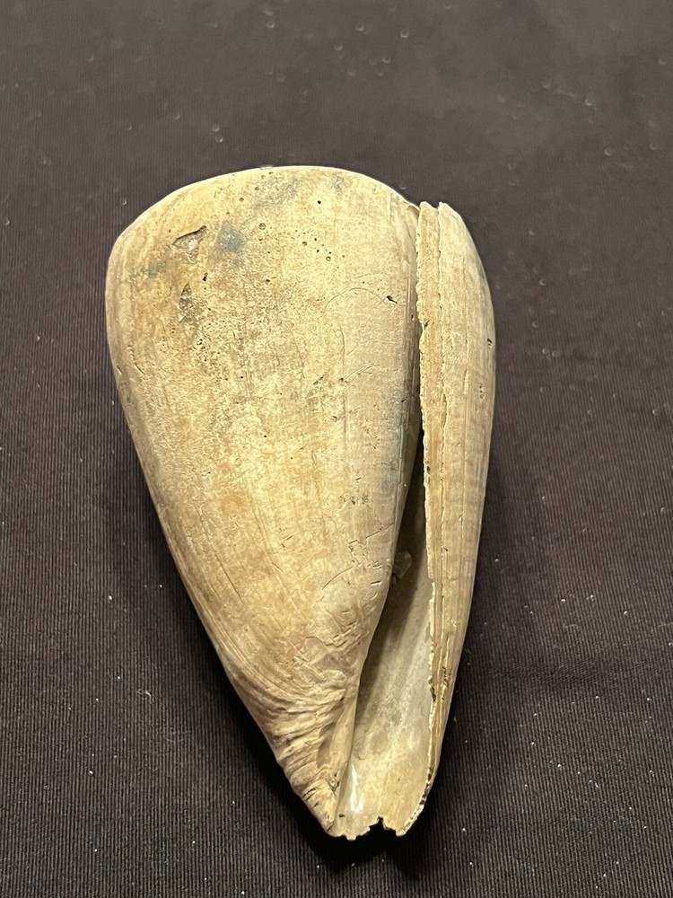RARE Fossilized Conidae ( CONE ) Shell From Central Florida & BONUS Shell