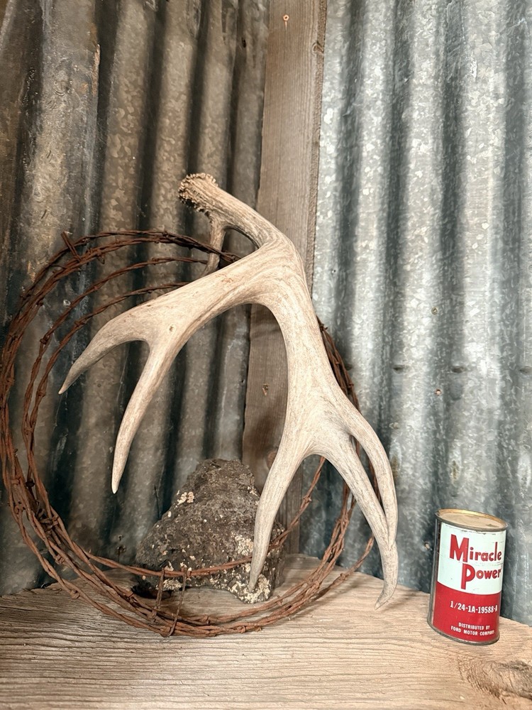 Mule Deer Shed ~ Deer Antler ~ Decor