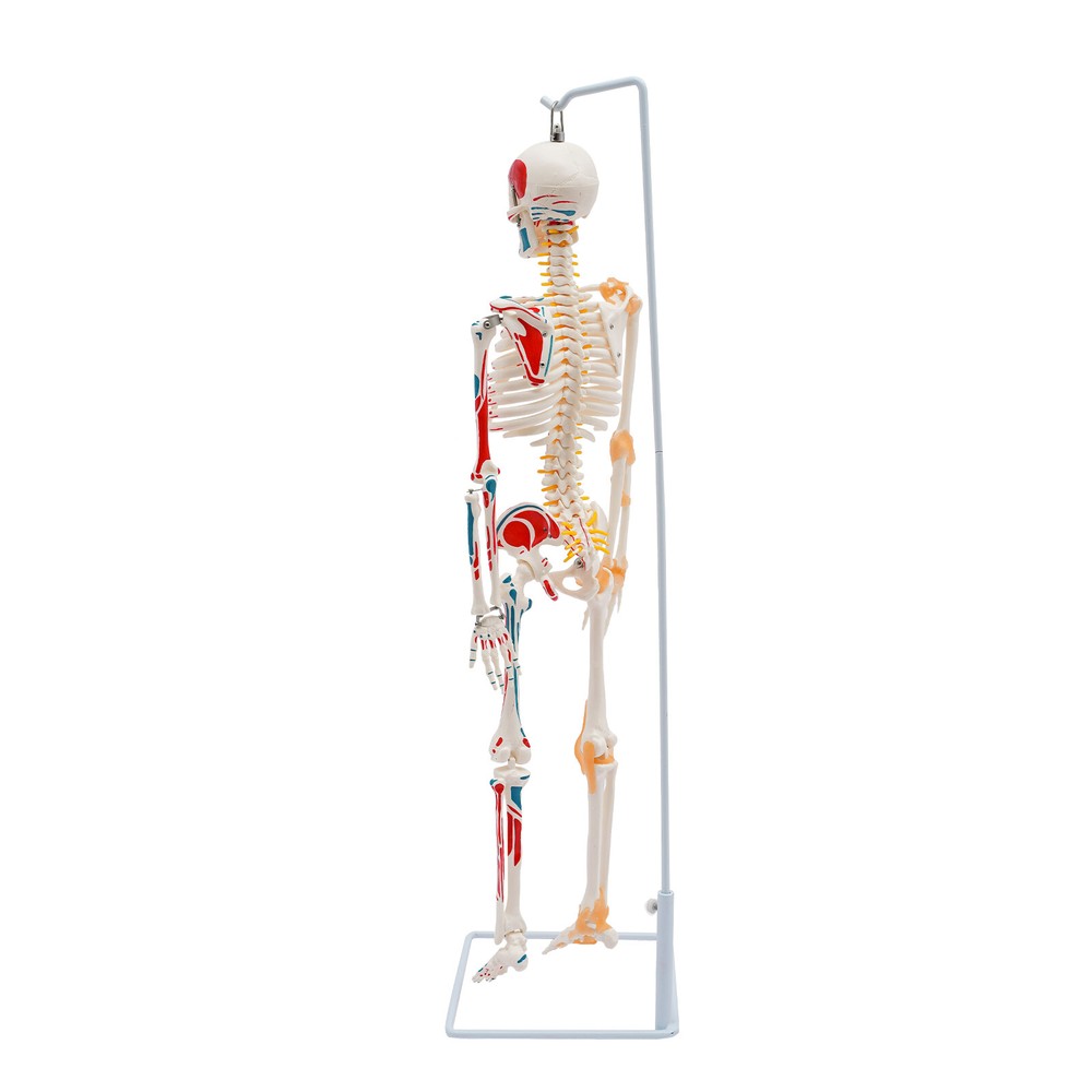34" Movable Human Skeleton Model W/ Spinal Nerves+stand Medical Teaching Model
