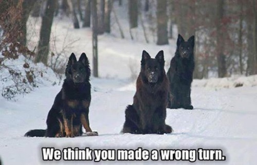 German shepherd  refrigerator magnet 3 1/2 x 4 1/2"