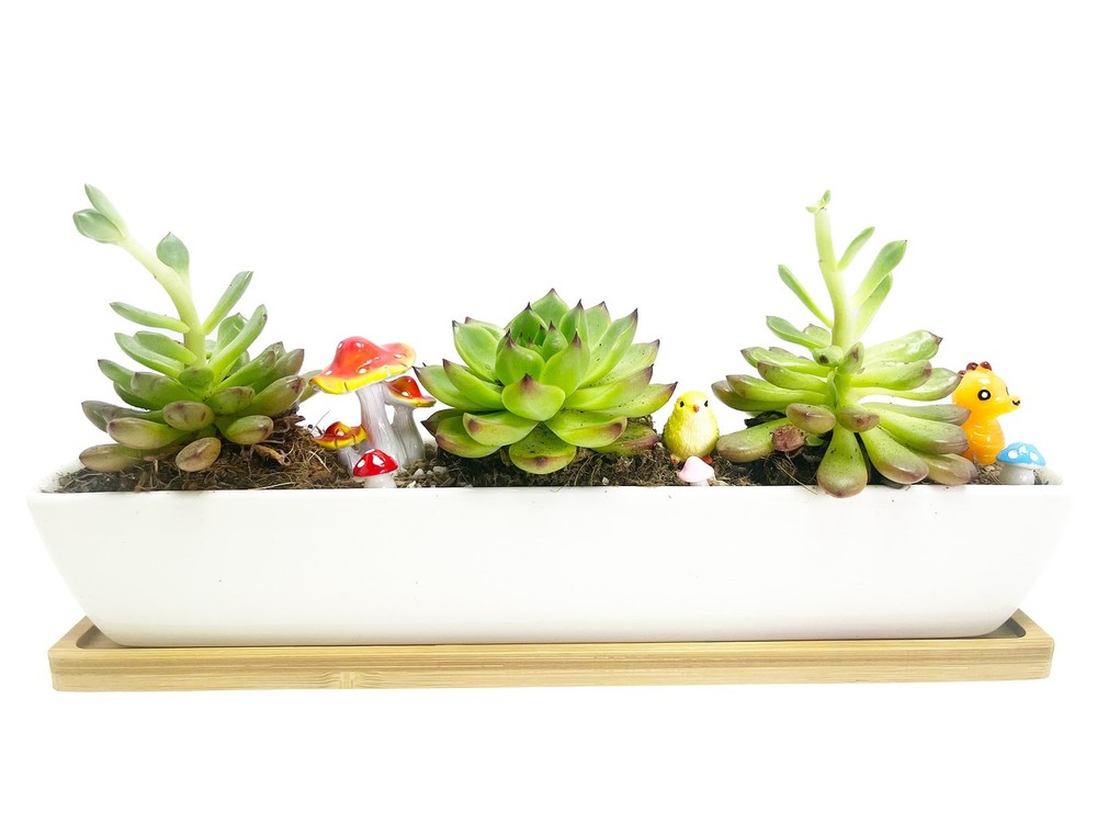 WISH HALLY WOOD 11inch Long Rectangle White Ceramic long rectangle,