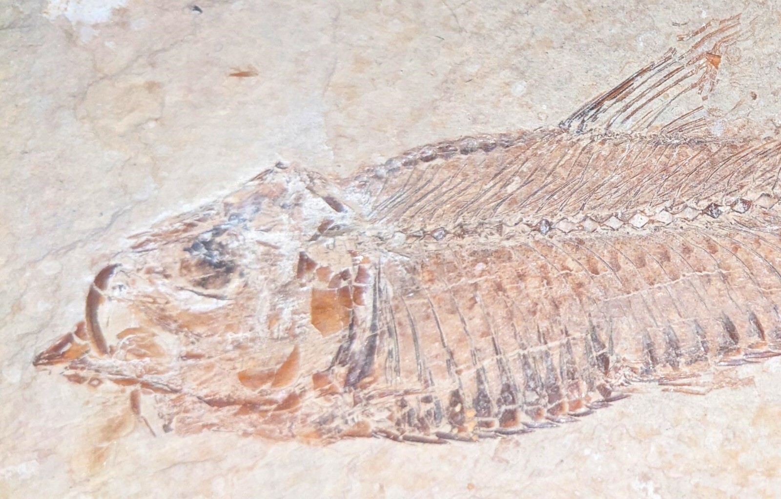 fish fossil