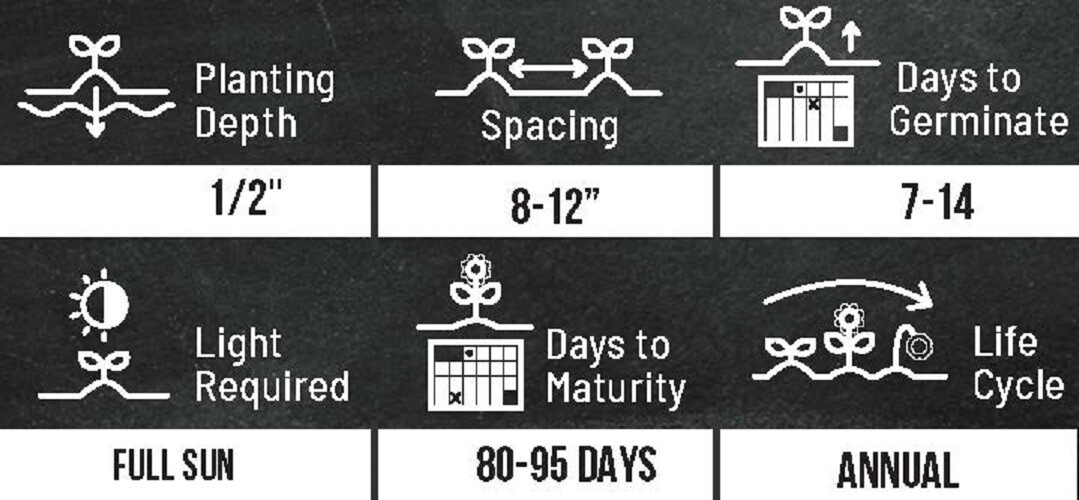 Sunflower Seeds - Vibrant Heirloom Rare, Free Shipping, Chocolate Cherry