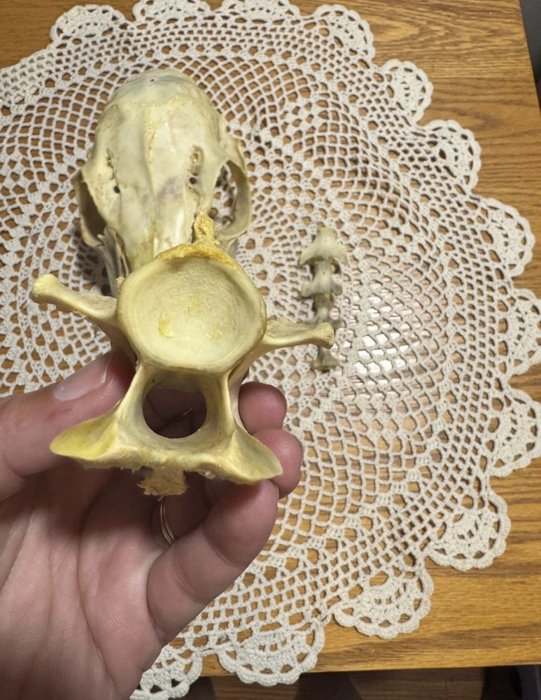 Whitetail Doe Skull And Vertebrae