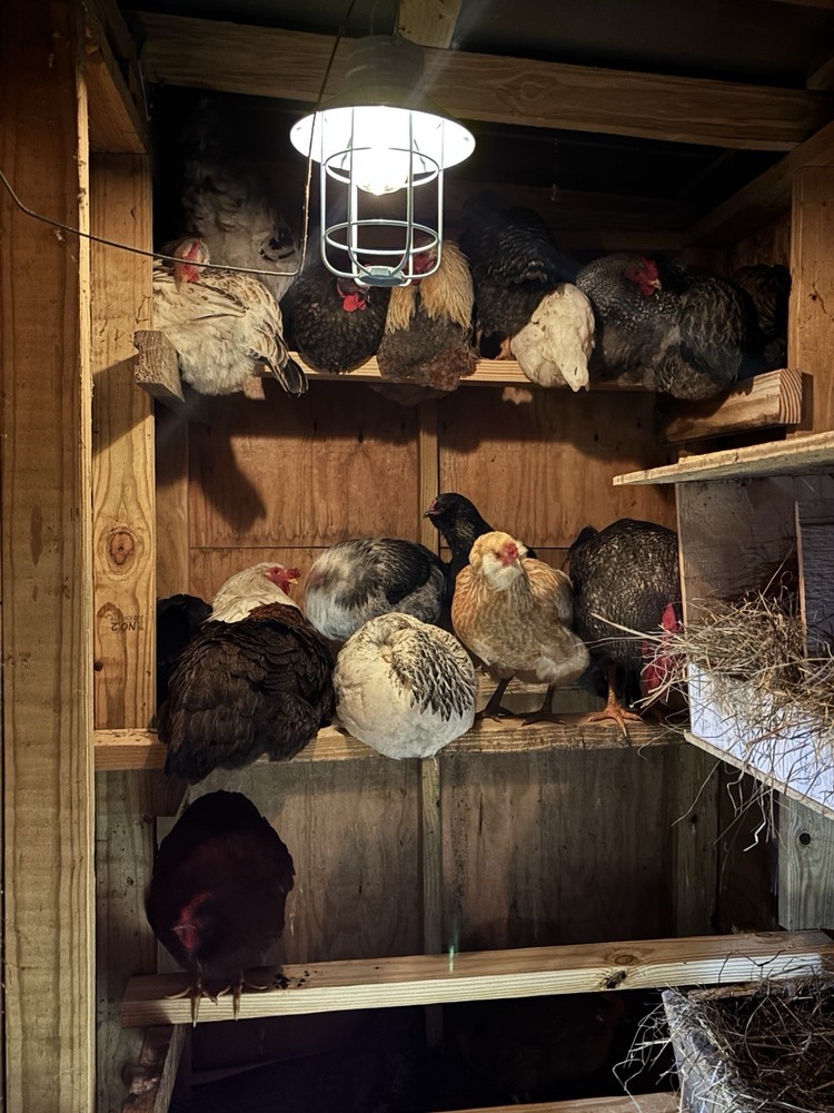 Easter Egger 12+ hatching eggs