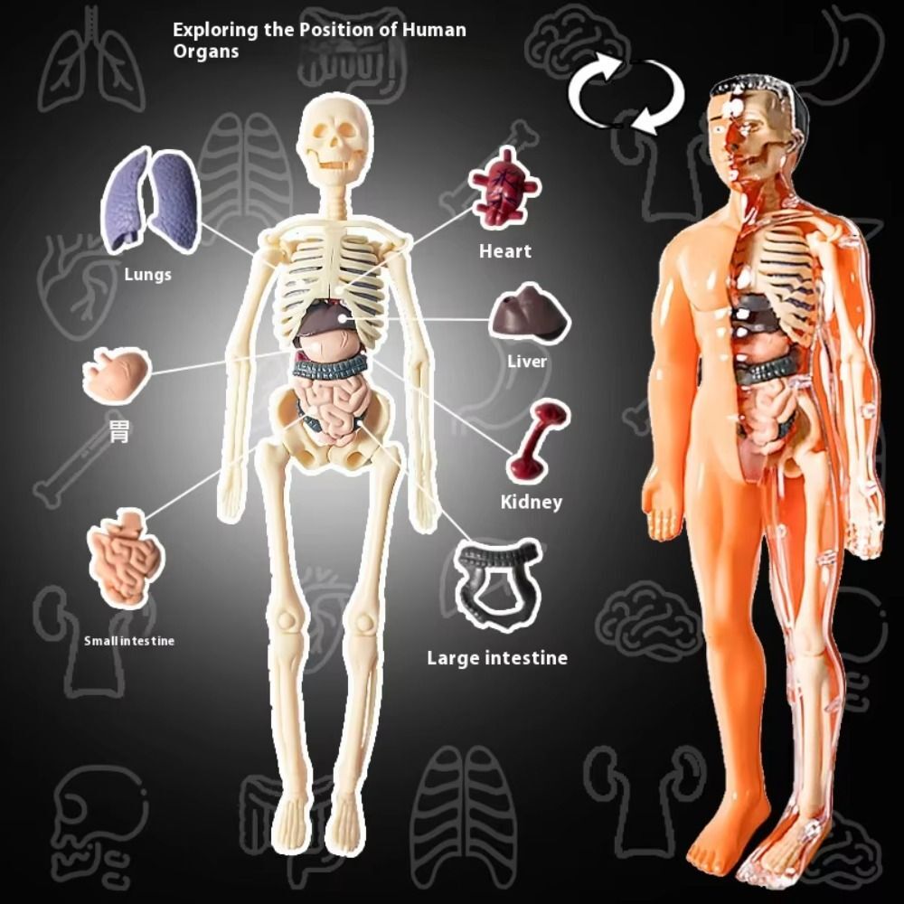 3D Human Body Torso Model For Kid Anatomy Model Skeleton Model DIY Assembly