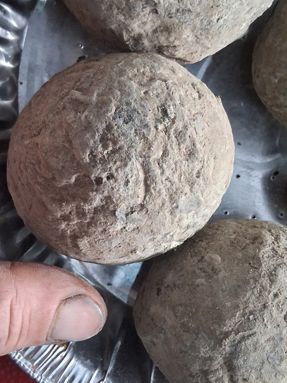 6 Medium Size Crab Fossil Concretions Pulalius Vulgaris Washington State
