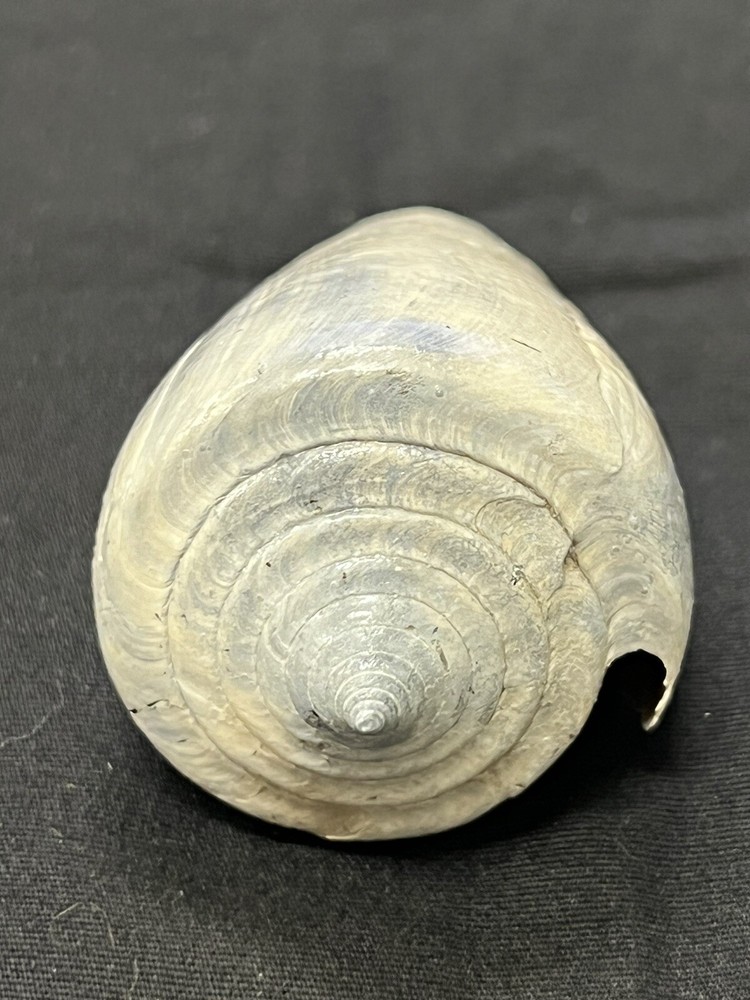 RARE Fossilized CONE Shell From Central Florida, Pliocene Era.