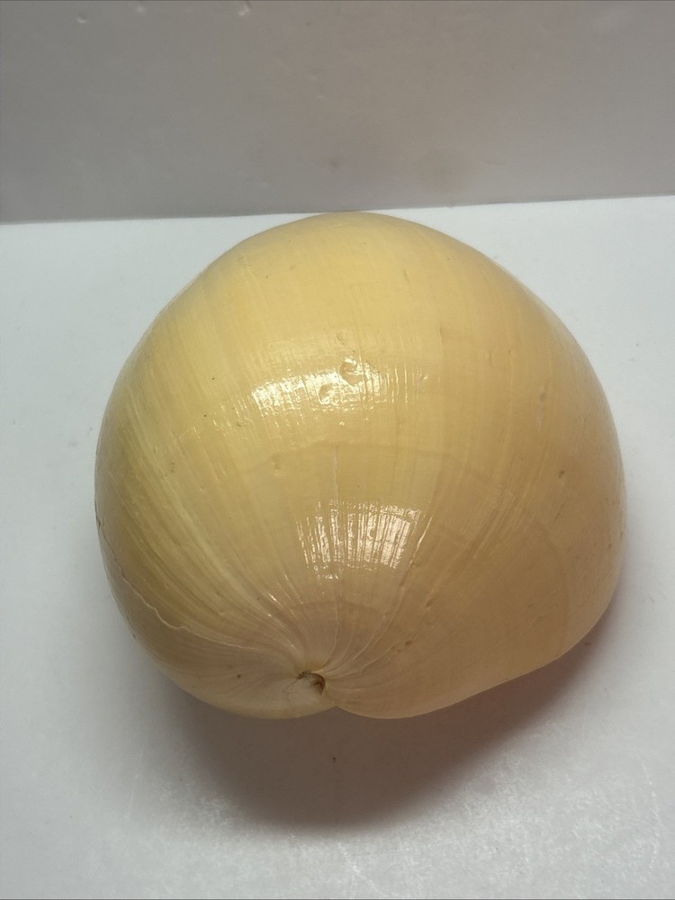 Unique Yellow Huge Melon Seashell Extra Large Decorative Shell 9"
