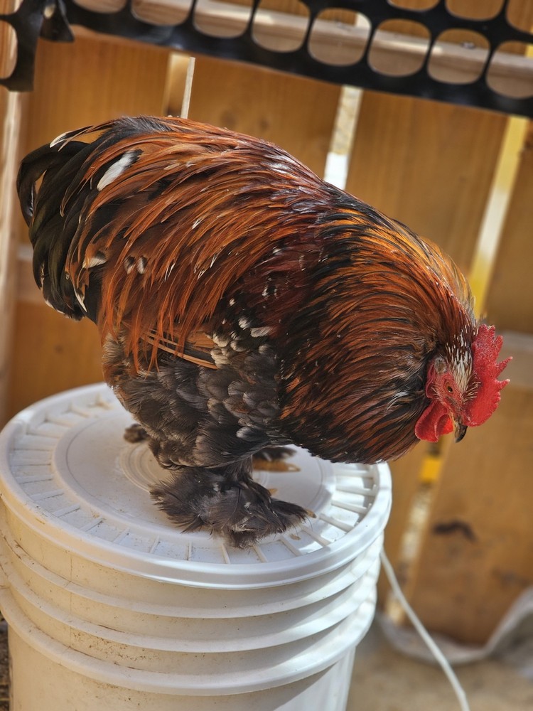 12++ Bantam Calico/mille Cochin Hatching Eggs NPIP/AI