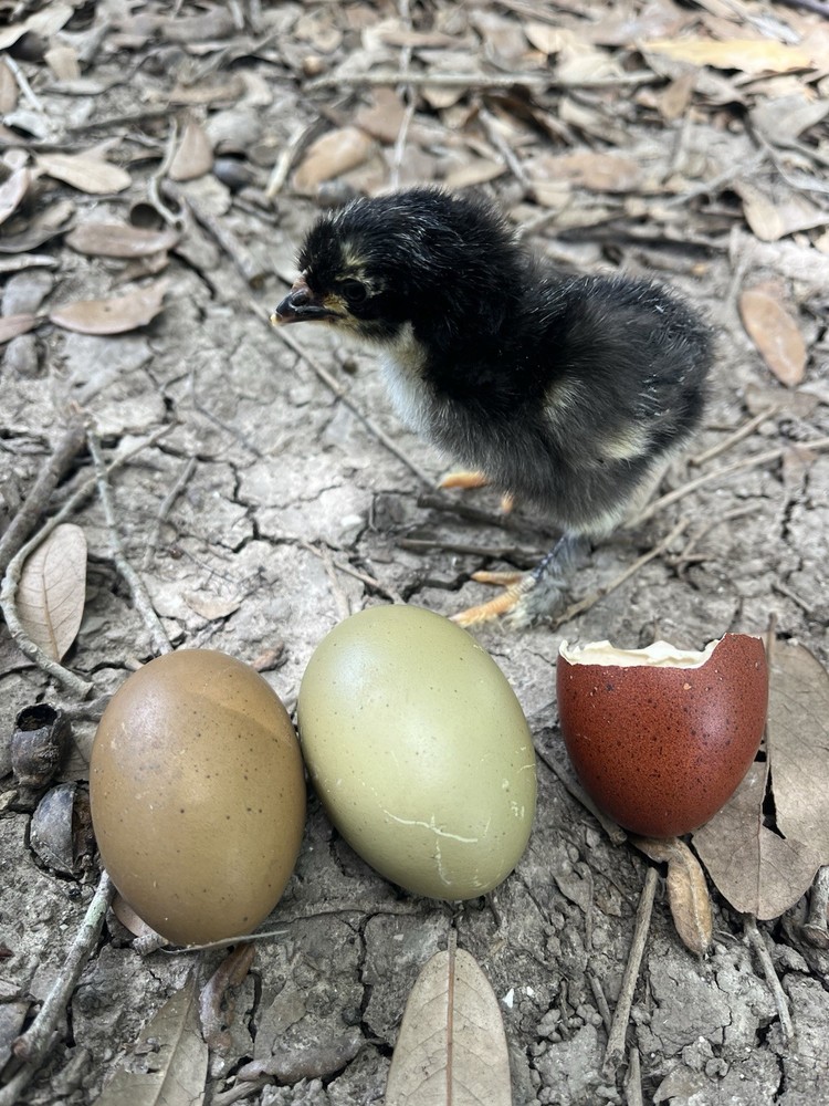 12 Olive And Dark Chocolate Egger Hatching Eggs