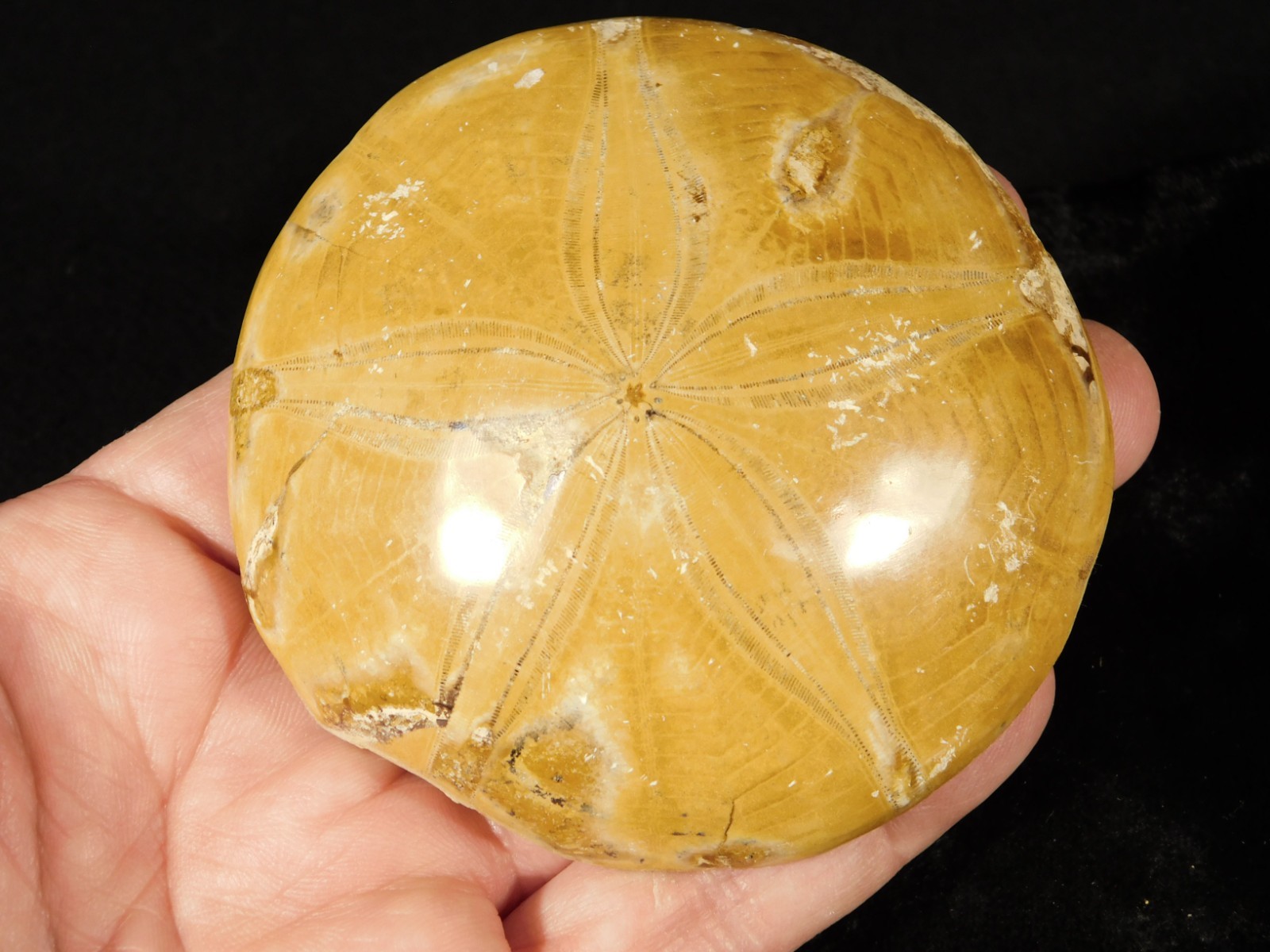 Big! Polished 150 Million Year Old! SAND DOLLAR Fossil Madagascar 198gr