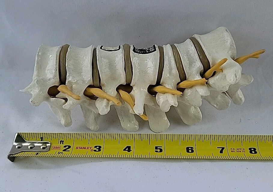Lumbar Vertebral Spine Model Human Lumbar Educational Teaching Tool 8"