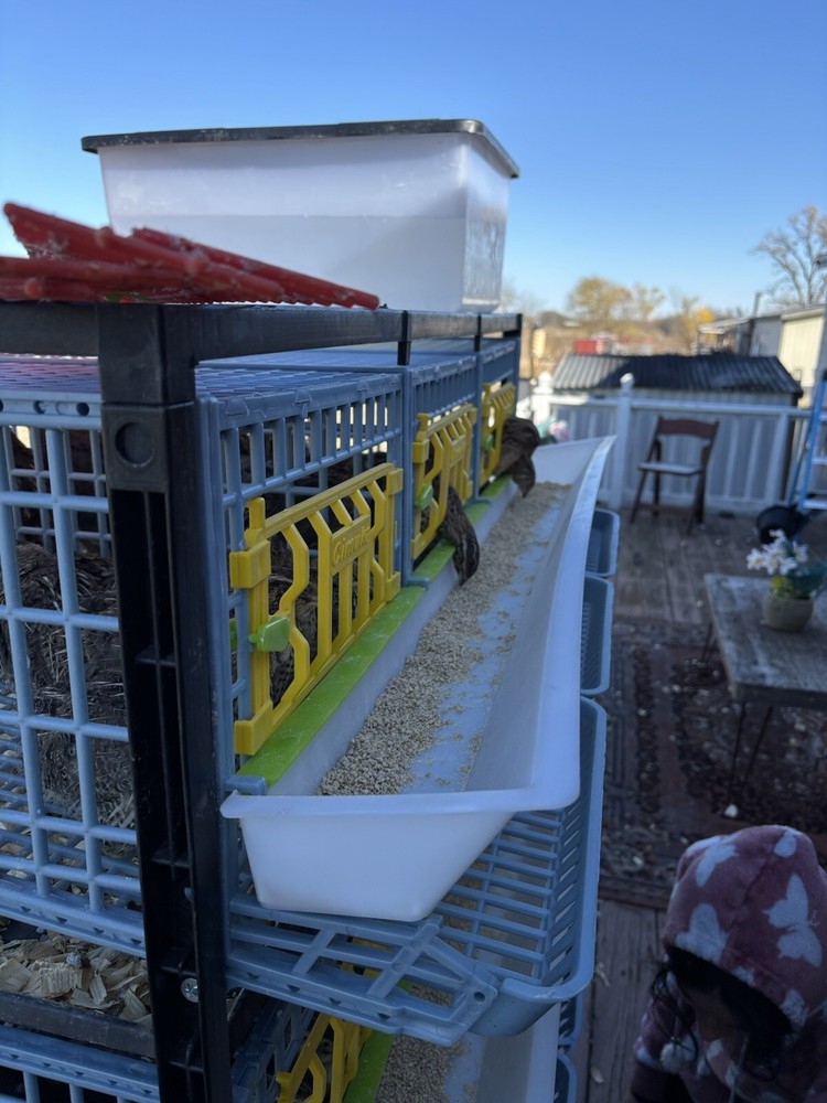 Fertile quail eggs🐣 from farm in texas🇺🇸