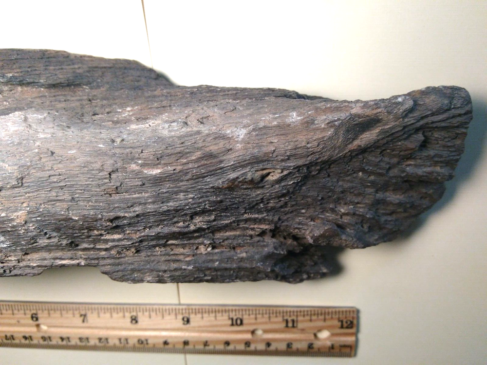 Premium Petrified Wood Limb Specimen- Over 5 lbs.