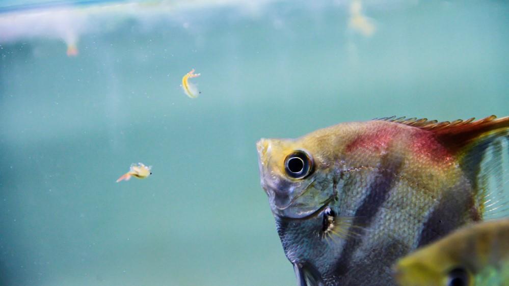 Brine Shrimp Eggs Jar. Premium Grade 90% Hatch Great Salt Lake Artemia Eggs