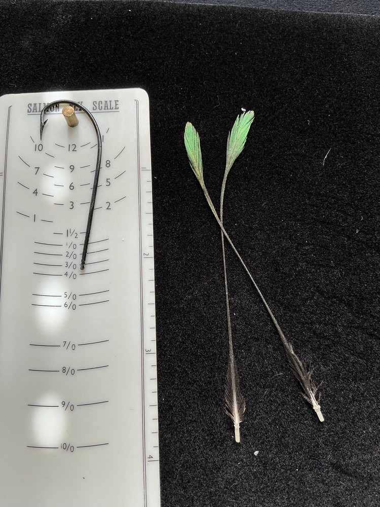 Monal Impeyan Pheasant feathers