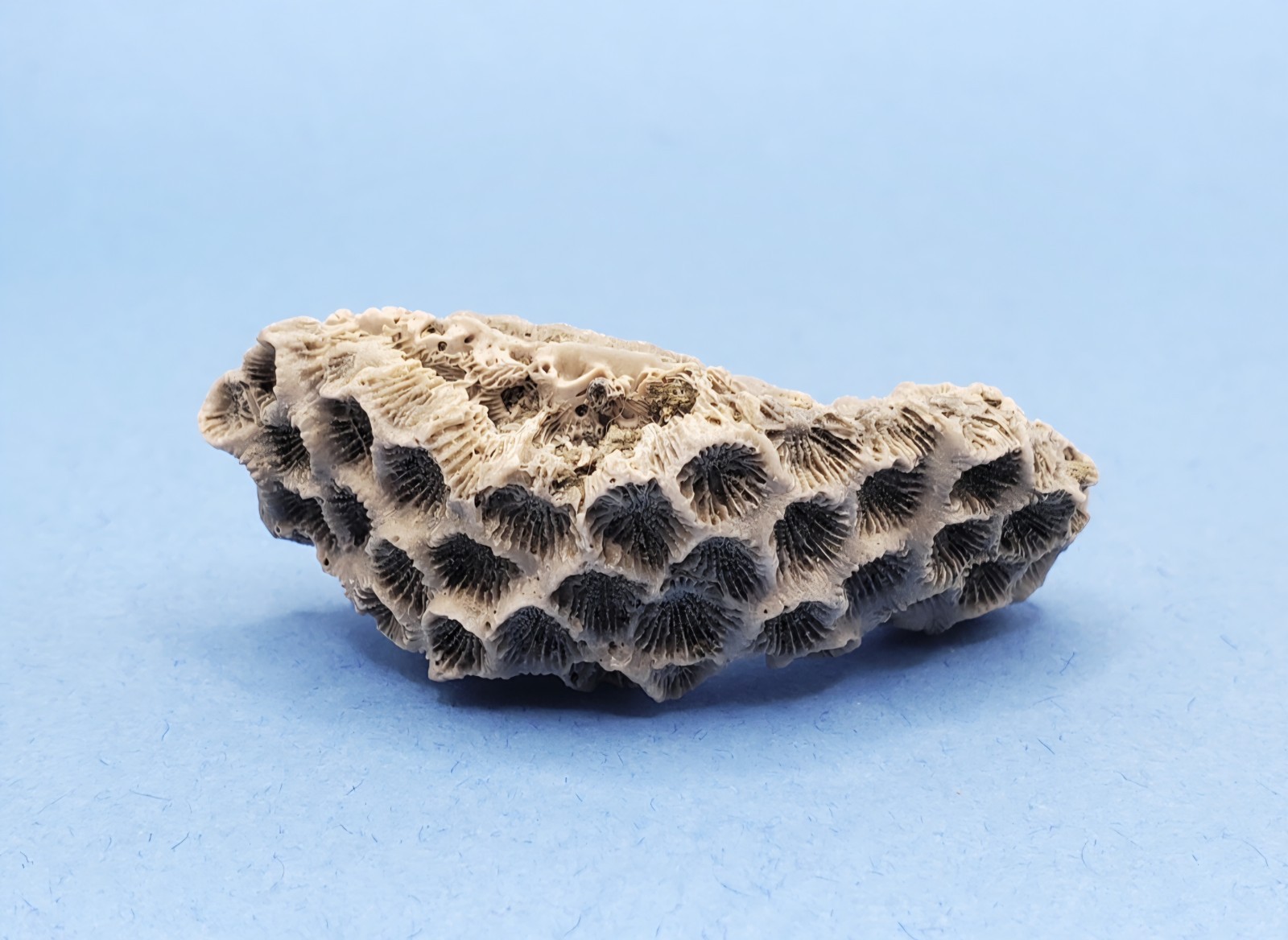 Astrangia Fossilized Coral