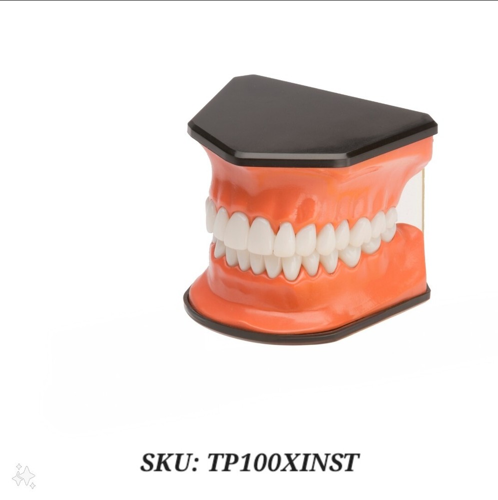 Flossing And Brushing Teaching Dental Typodont Model