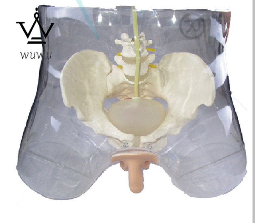 1:1 Human Transparent Male Catheterization Model Training Display Model
