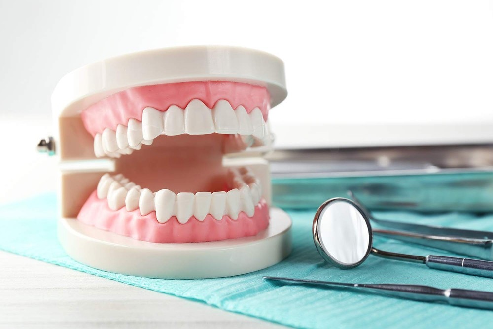 Dentist-Approved Teeth Model for Effective Patient Communication & Teaching