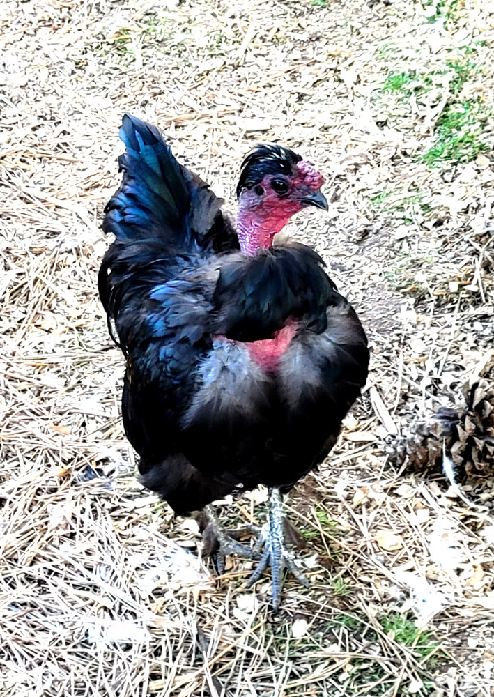 10+ BEAUTIFUL Silkie Hatching Eggs .