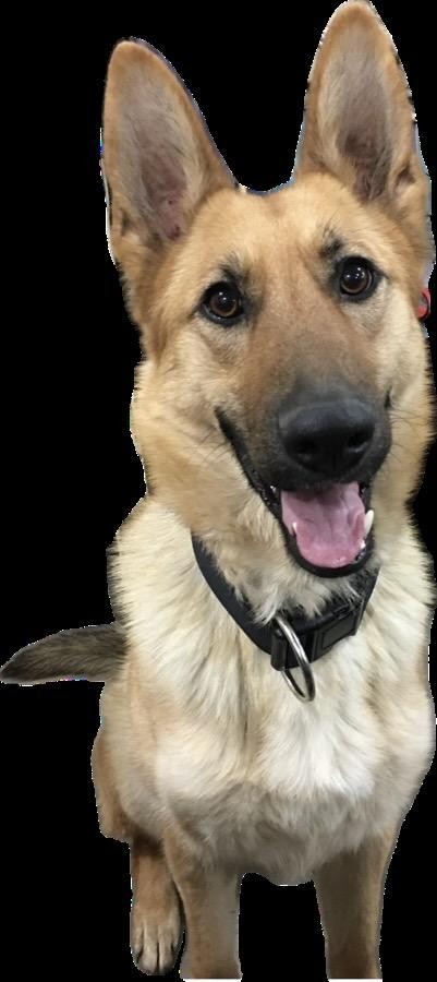 US EFO ERROR Stamps: #5408a Military Working Dogs: Big die cut shift! MNH