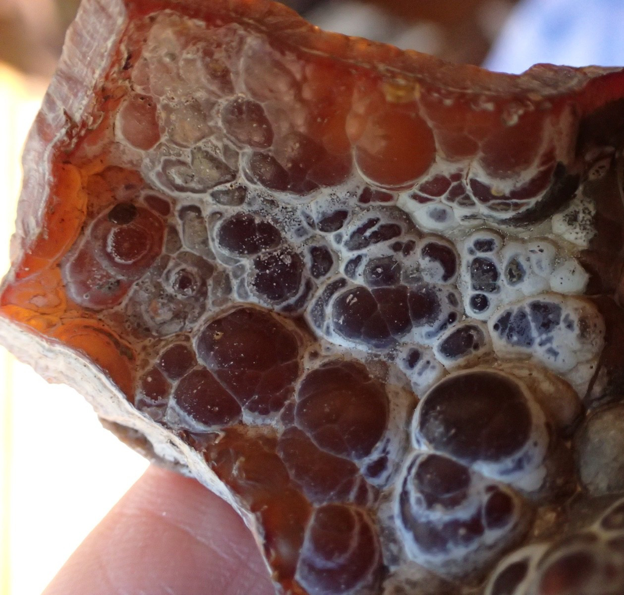 Botryoidal Fossil Coral Geode Fragment GA Agate Amber Display Sea Specimen WC41
