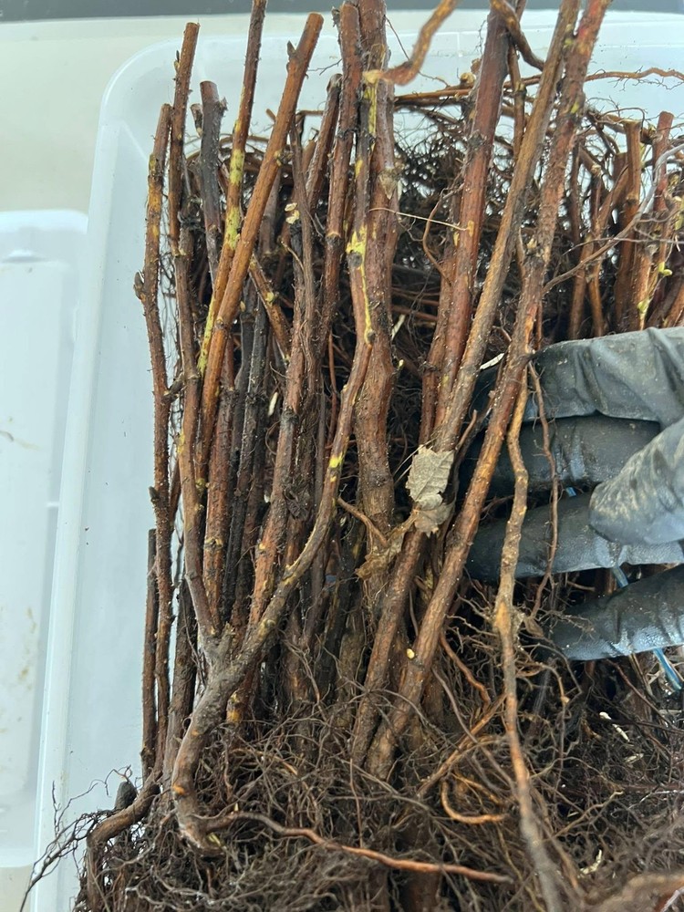 Heritage Raspberry Plants 10 Pack (semi dormant / bare root)