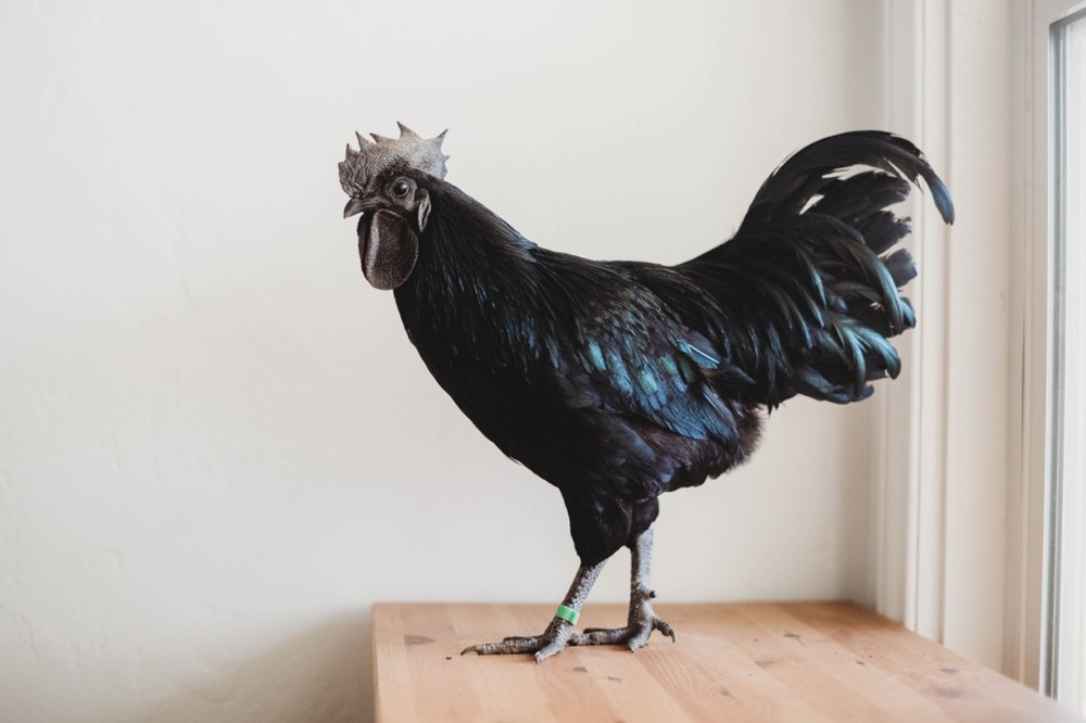 Ayam Cemani Chicken Hatching Eggs