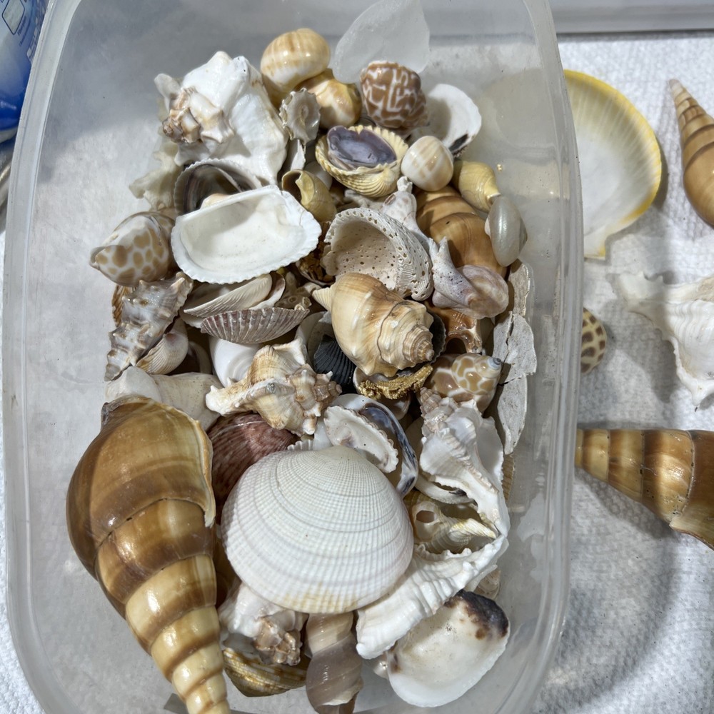 Sea Shells Entire Tub B4