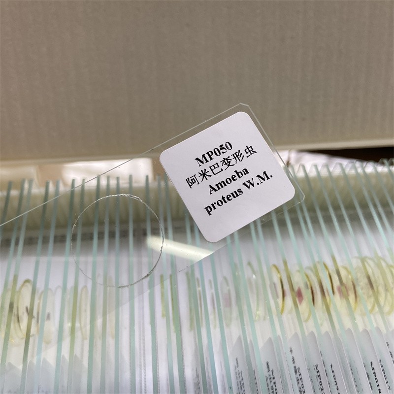50PCS Prepared Microscope Parasitology Slides for Educational Teaching