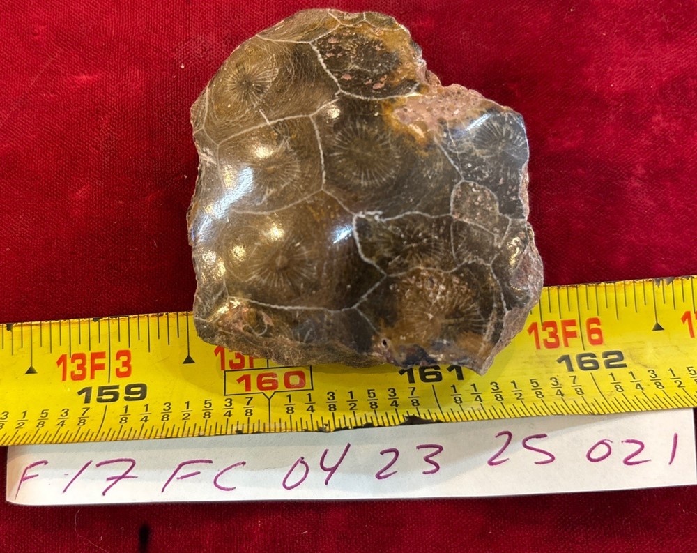 Petrified Coral End Polished