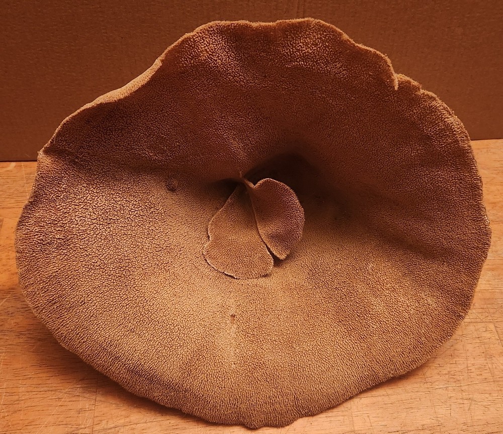 Elephant Ear Sea Sponge 9 Inch