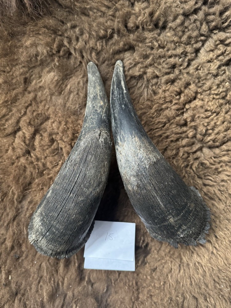 American Bison Buffalo Horns Matched Pair 15” (#15)