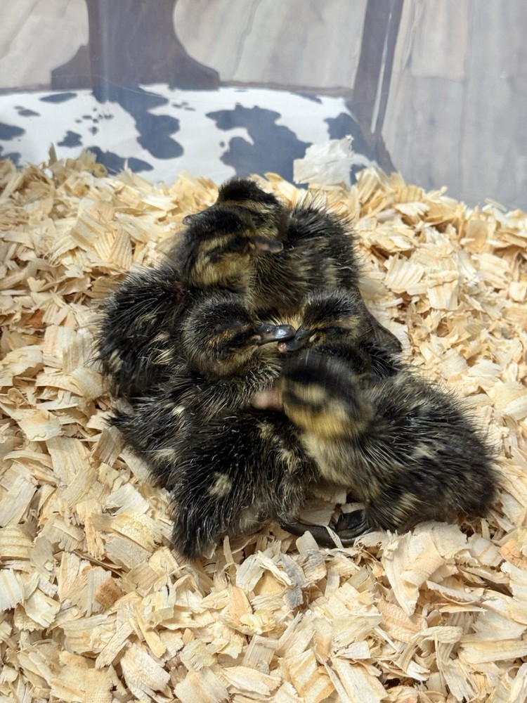 6++ Grey (Mallard) Indian Runner Duck Hatching Eggs