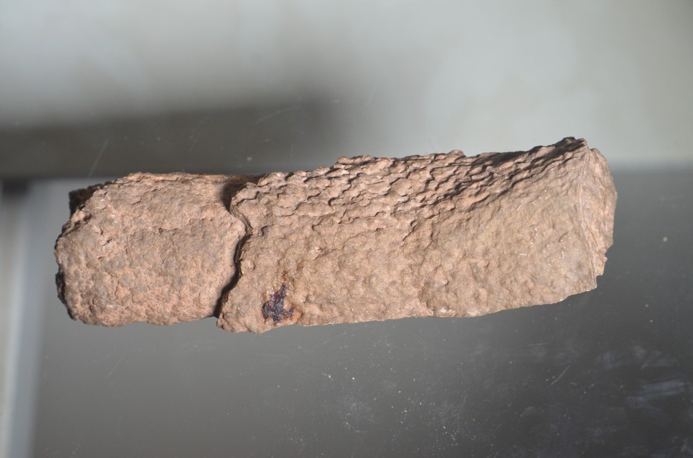 fossilized tube worm Utah