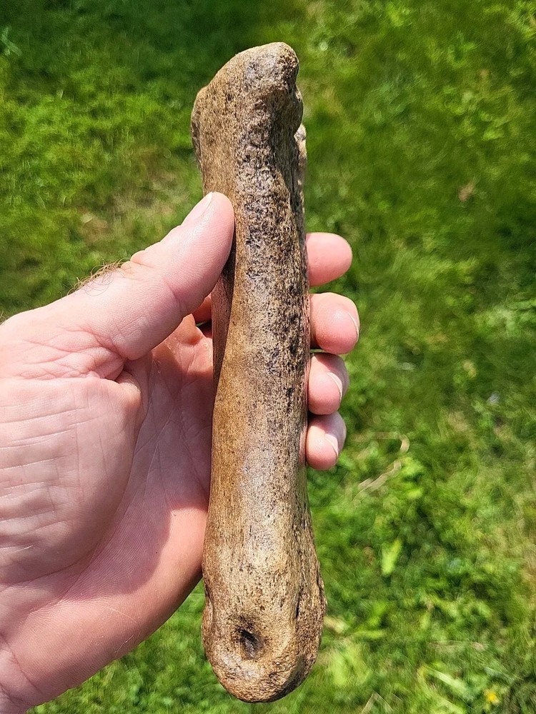 Bison metacarpal Historic bison foot bone