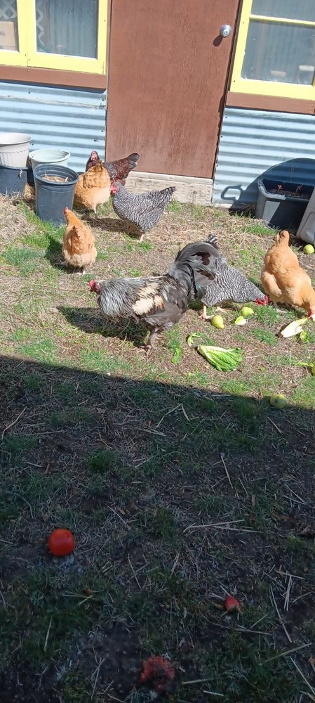 14 Hatching Chicken Eggs Plus 2 Ducks Eggs