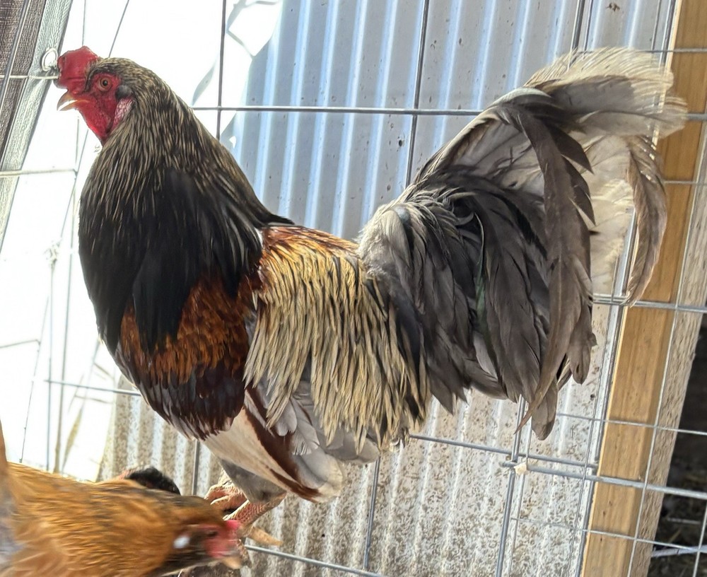 Whiting True Blue hatching eggs (12 Eggs)