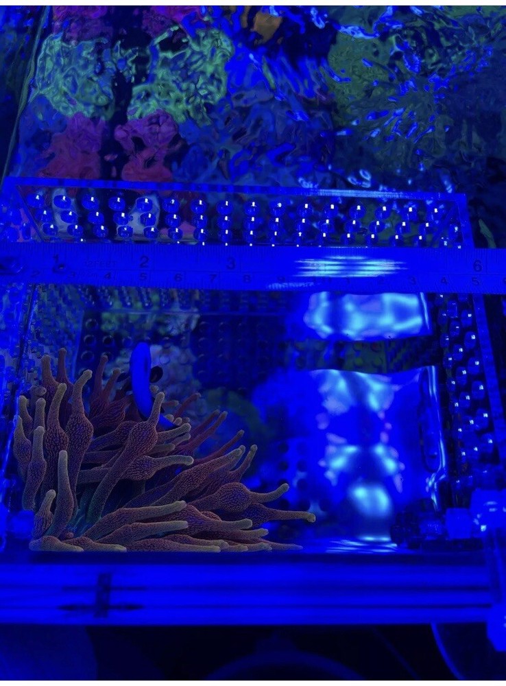 New Nano Mushroom Box Anemone Box