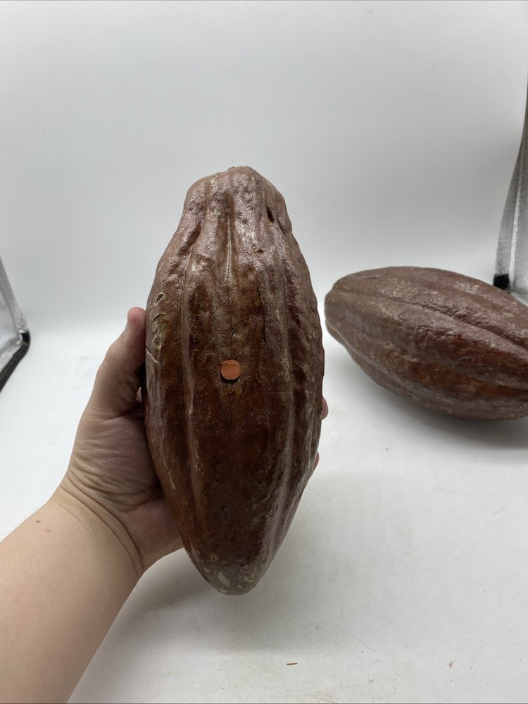 Authentic Cacao Shells From A Senior Hershey Executives Office/Collection 13