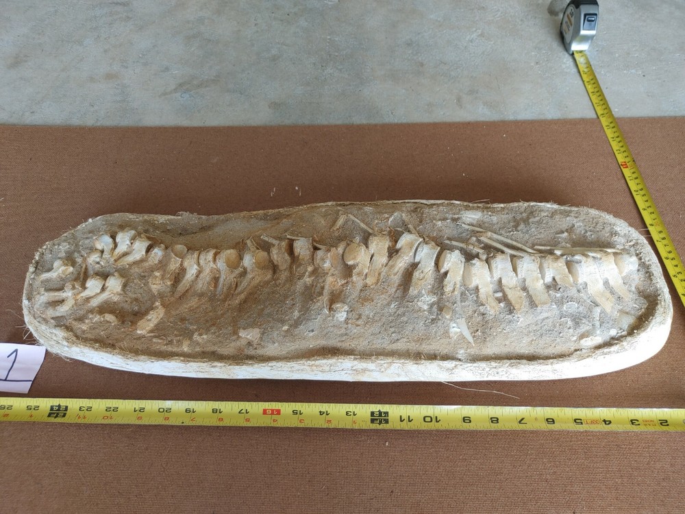 Mososaurs vertebrae fossil column amazing section Morocco