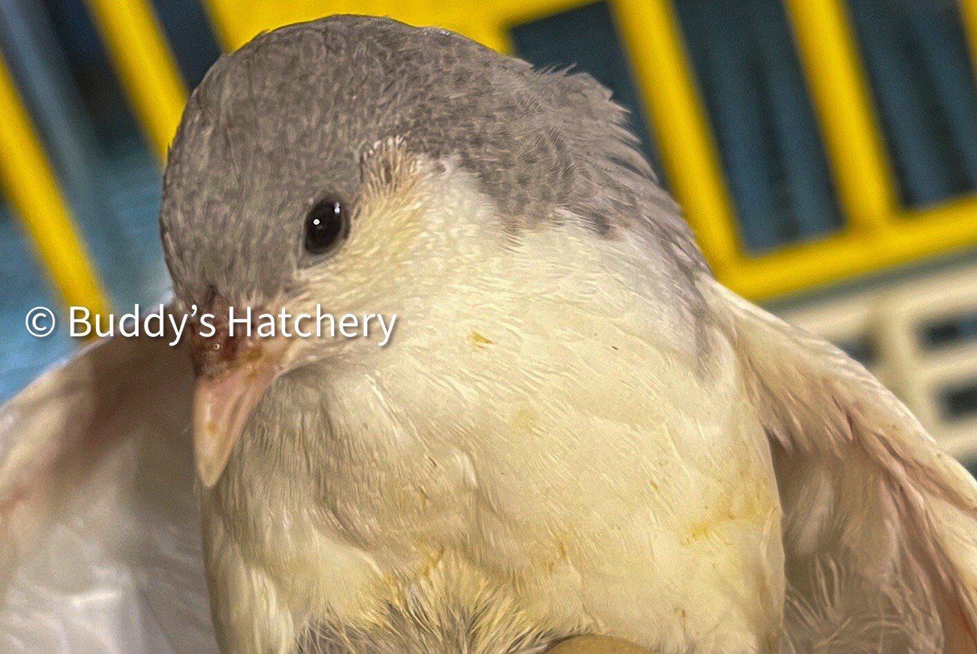 24 Button Quail Fertile Hatching Eggs Quail