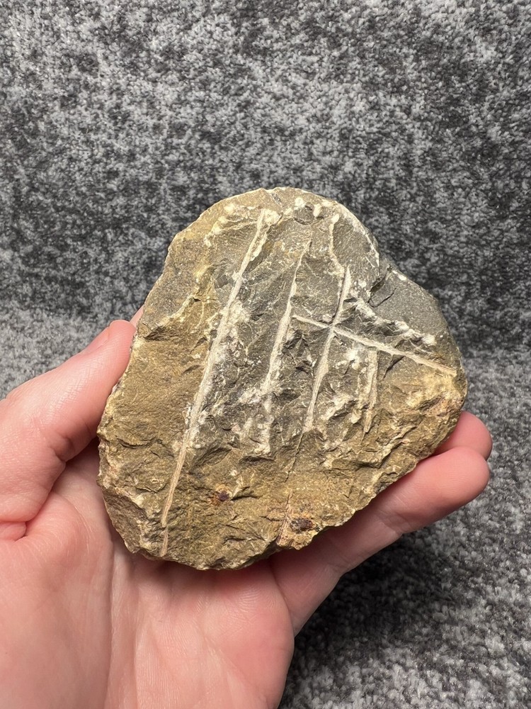 Leonaspis sp. Trilobite Fossil – Nice Example on Natural Matrix